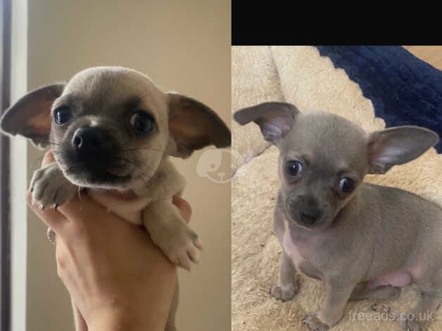 Silver and blue chihuahua pups ready to go for sale in Greenwich, London