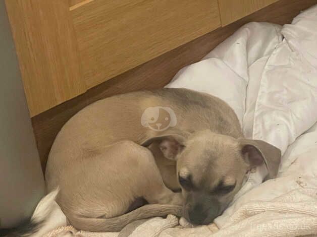 Chihuahua Puppies for sale in London