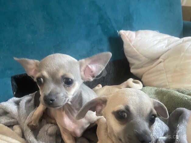 Chihuahua Puppies for sale