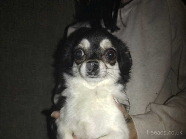 Small chihuahua for sale in Livingston, West Lothian - Image 1