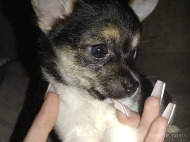 Chihuahuas for sale in Livingston, West Lothian