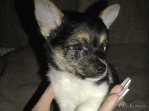 Chihuahua Puppies for sale in West Lothian