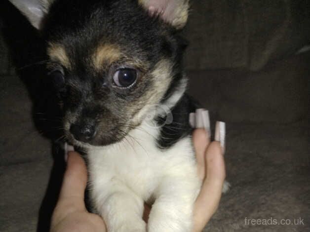 Chihuahua Puppies for sale