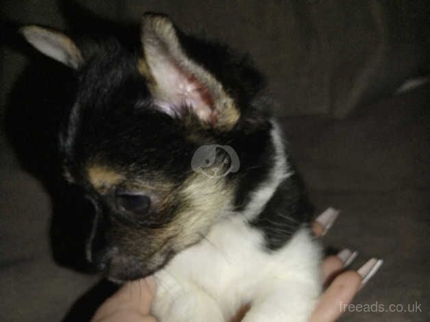 Small chihuahua for sale in Livingston, West Lothian - Image 5