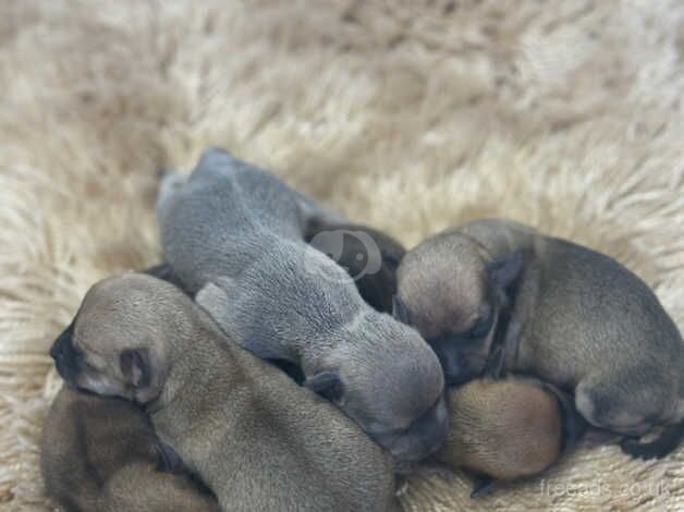 Small Chihuahua puppies for sale in Halstead, Essex - Image 1