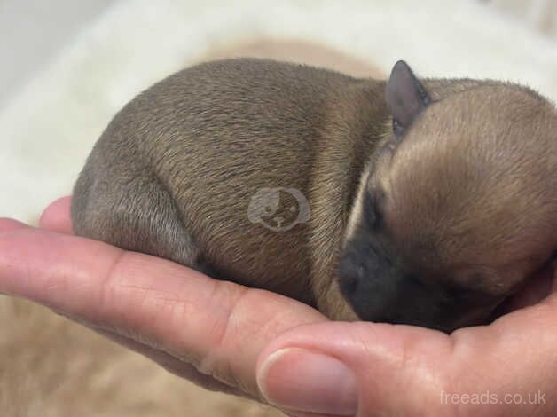 Chihuahuas for sale in Halstead, Essex