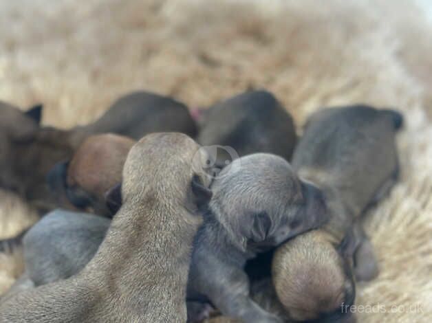 Small Chihuahua puppies for sale in Halstead, Essex - Image 3