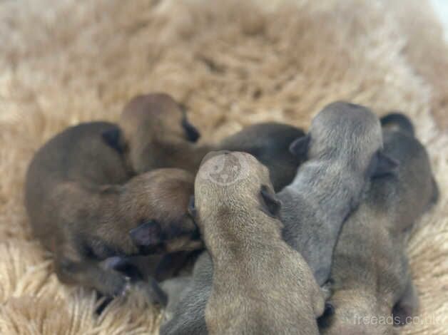 Small Chihuahua puppies for sale in Halstead, Essex - Image 4