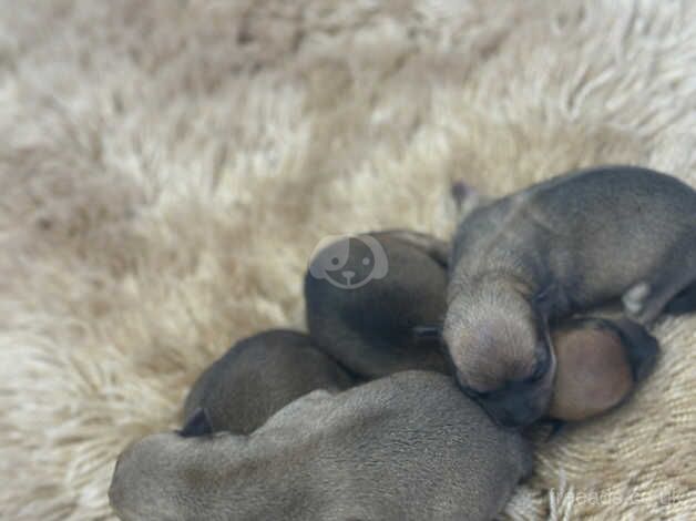 Small Chihuahua puppies for sale in Halstead, Essex - Image 5