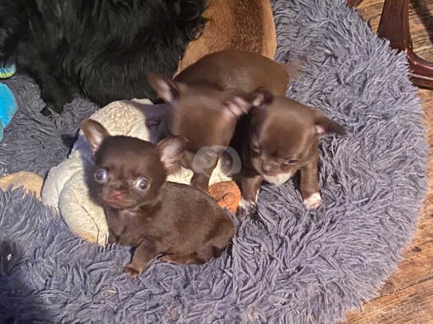 Chihuahua Puppies for sale in West Midlands