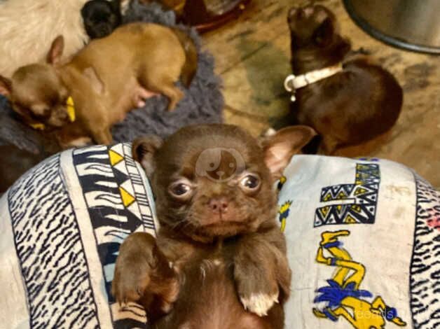 SMALL CHIHUAHUA's PUPS for sale in Birmingham, West Midlands - Image 4