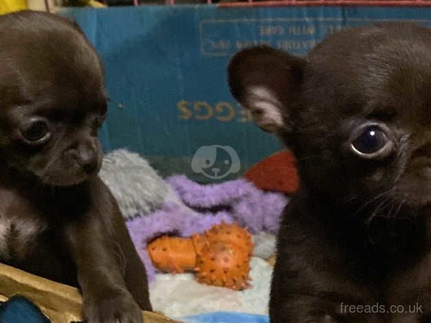 SMALL CHIHUAHUA's PUPS for sale in Birmingham, West Midlands - Image 5