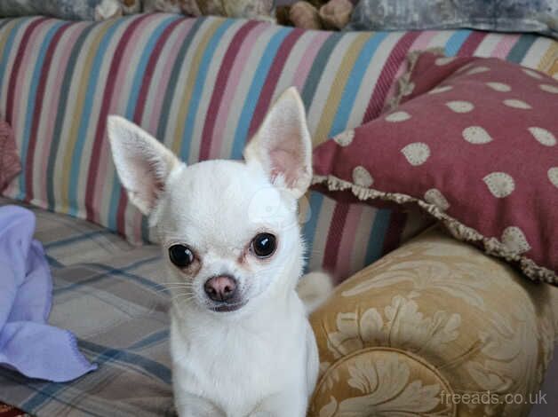 Small female chihuahua for sale in Daventry, Northamptonshire - Image 1