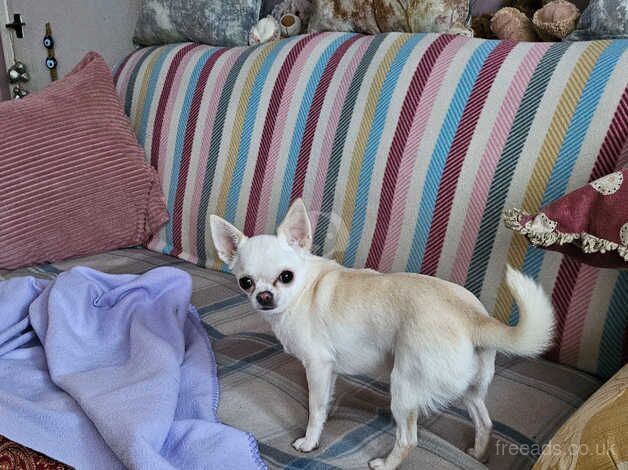 Small female chihuahua for sale in Daventry, Northamptonshire - Image 2