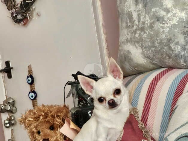 Small female chihuahua for sale in Daventry, Northamptonshire - Image 3