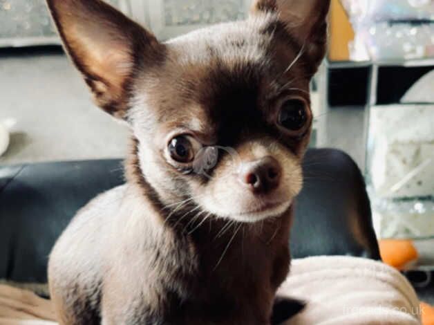 Small group chihuahua for sale in Dukinfield, Greater Manchester