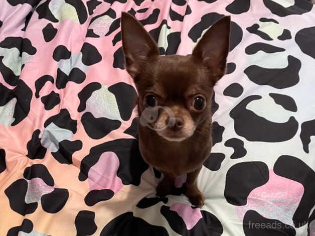 Small group chihuahua for sale in Dukinfield, Greater Manchester - Image 2