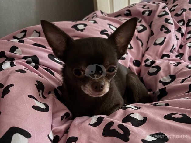 Small group chihuahua for sale in Dukinfield, Greater Manchester - Image 3