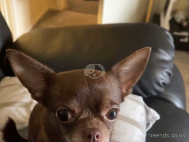 Small group chihuahua for sale in Dukinfield, Greater Manchester - Image 4