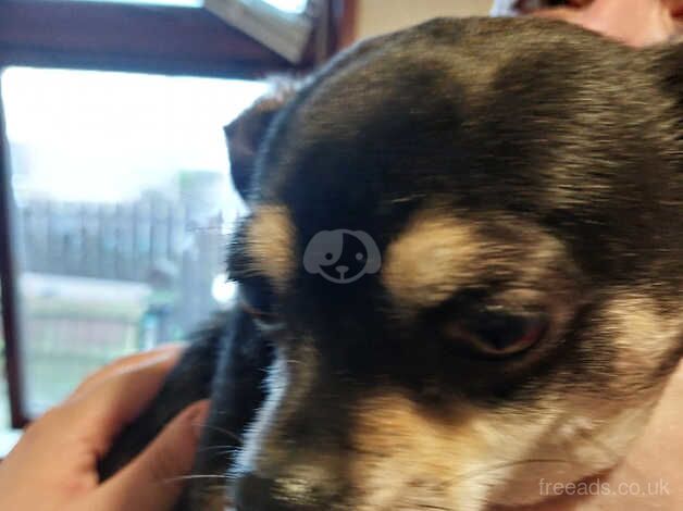 Smooth coat Chihuahua for sale in Larne, Larne - Image 1