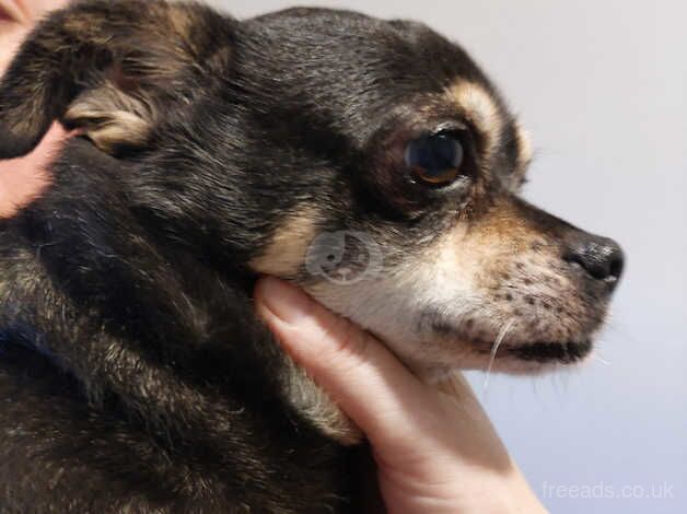 Smooth coat Chihuahua for sale in Larne, Larne - Image 2