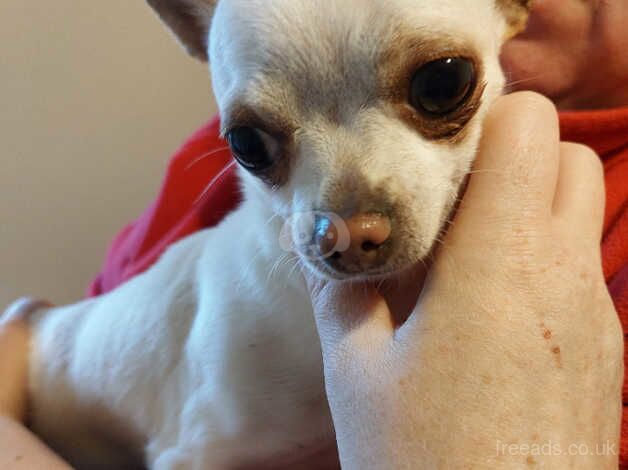 Smooth coat chihuahua for sale in Larne, Larne - Image 1