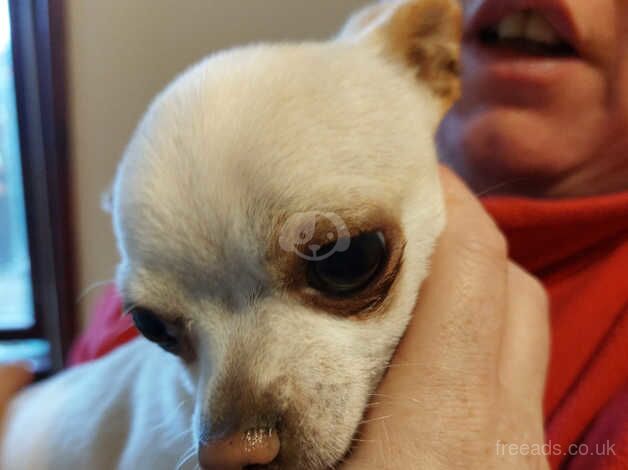 Smooth coat chihuahua for sale in Larne, Larne - Image 2