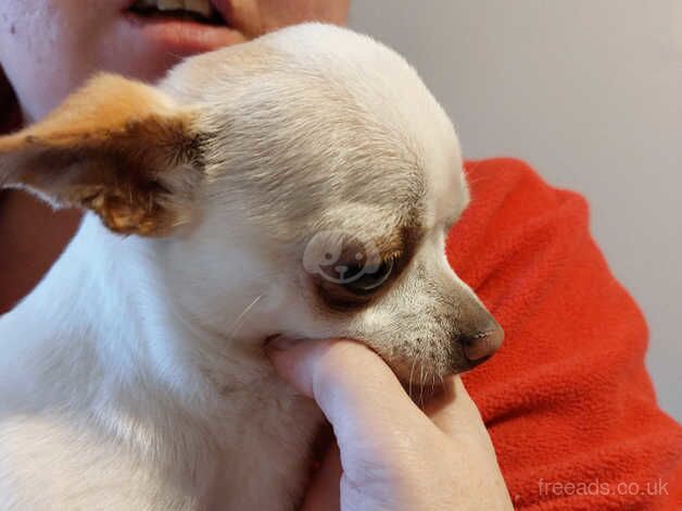 Chihuahua Puppies for sale in Larne