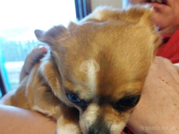 Smooth coat chihuahua for sale in Larne, Larne