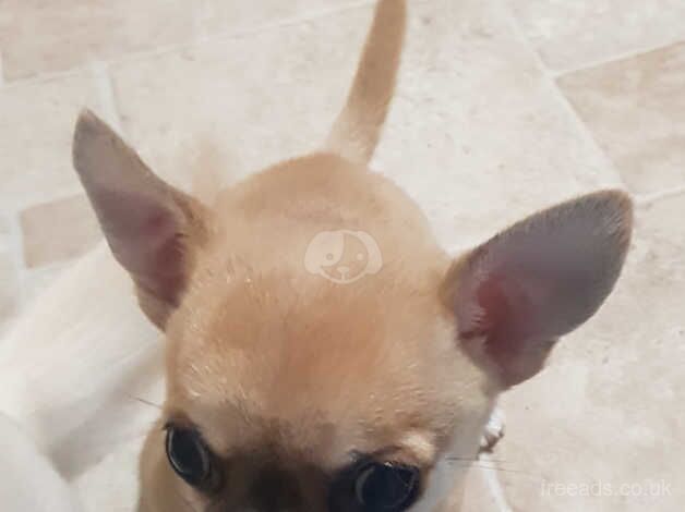 Smoothcoat chihuahua pup forever caringhome for sale in Dorchester, Dorset - Image 1