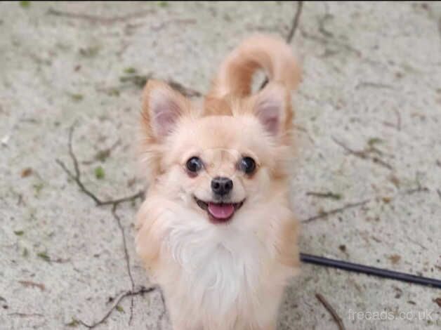 *stud* pedigree long haired chihuahua for sale in Rowley Regis, West Midlands - Image 1