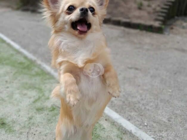 *stud* pedigree long haired chihuahua for sale in Rowley Regis, West Midlands - Image 2