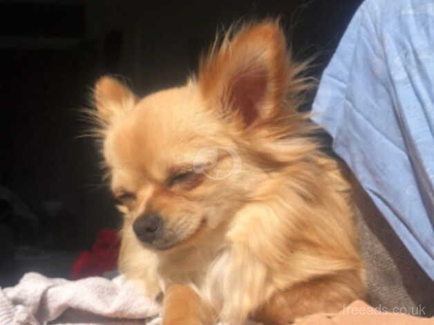 *stud* pedigree long haired chihuahua for sale in Rowley Regis, West Midlands - Image 3