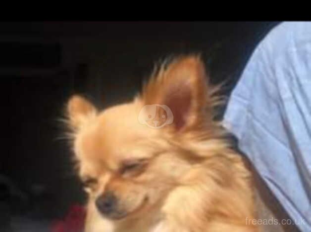 *stud* pedigree long haired chihuahua for sale in Rowley Regis, West Midlands - Image 4