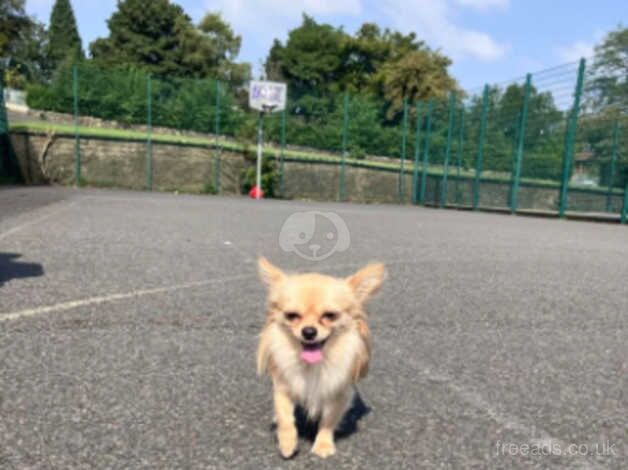 *stud* pedigree long haired chihuahua for sale in Rowley Regis, West Midlands - Image 5