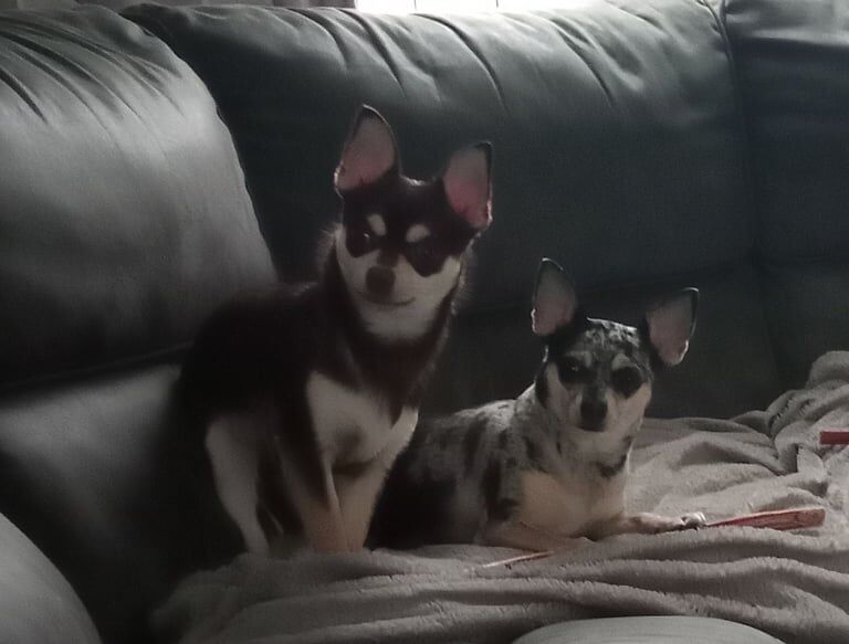 STUNNING BOY CHIHUAHUA PUPPY for sale in Halesworth, Suffolk