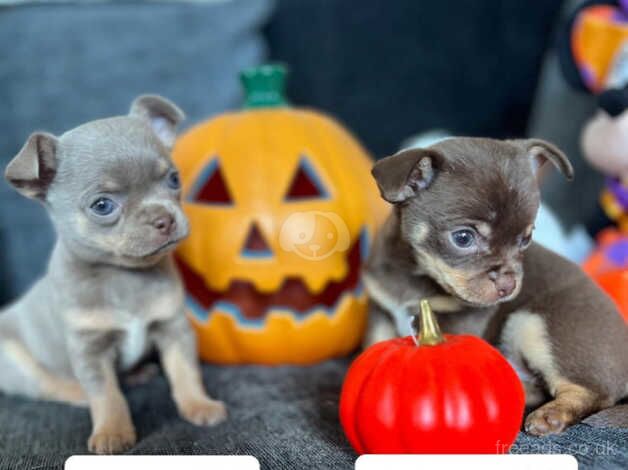 Stunning chihuahua puppies, chocolate & tan . Ready now for sale in Stourbridge, West Midlands - Image 1