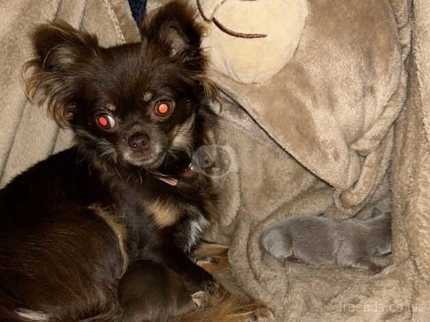 Stunning chihuahua puppies, chocolate & tan . Ready now for sale in Stourbridge, West Midlands - Image 2