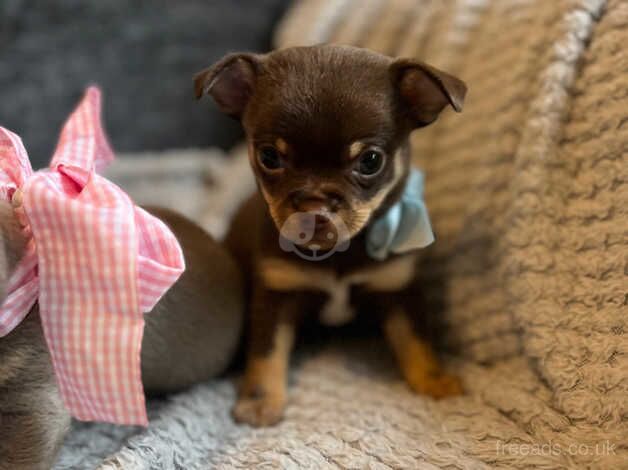 Chihuahua Puppies for sale in West Midlands