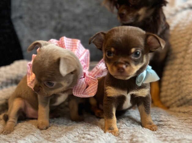 Chihuahua Puppies for sale