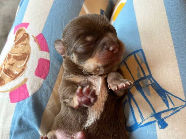 Stunning chihuahua puppies, chocolate & tan . Ready now for sale in Stourbridge, West Midlands - Image 5