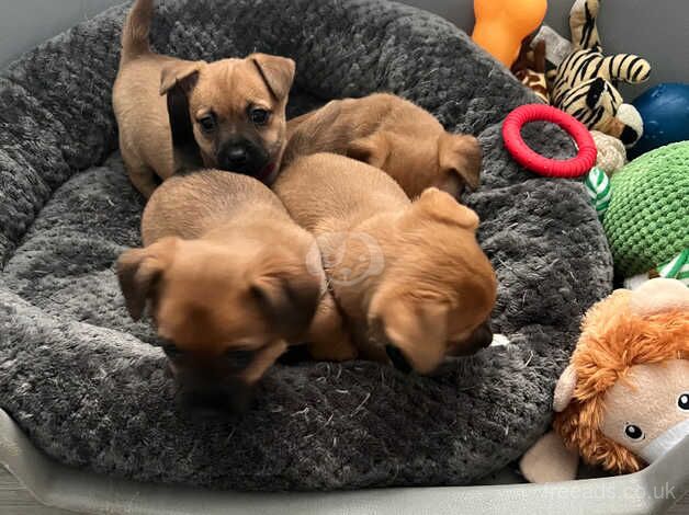 Stunning chihuahua puppies x3 bitches for sale in Stoke-on-Trent, Staffordshire - Image 1