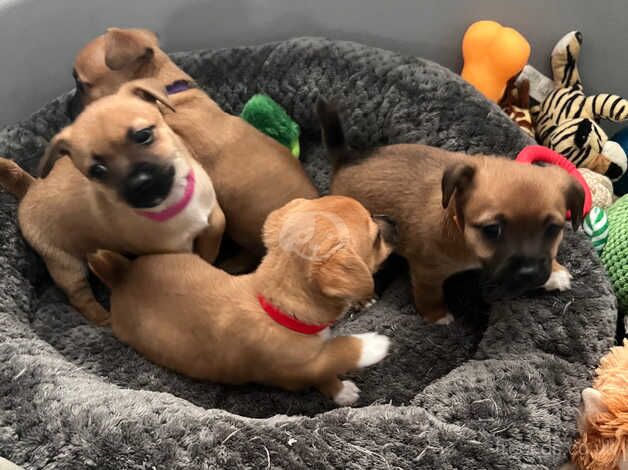 Stunning chihuahua puppies x3 bitches for sale in Stoke-on-Trent, Staffordshire - Image 2