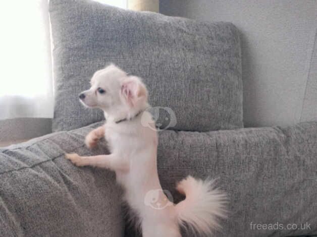 Stunning female chihuahua for sale in Reading, Berkshire - Image 1