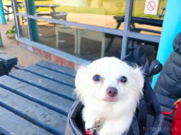 Stunning female chihuahua for sale in Reading, Berkshire - Image 3