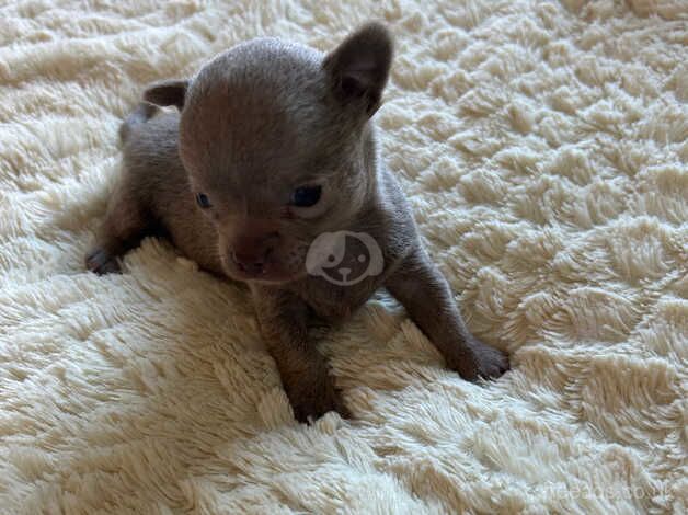 Chihuahua Puppies for sale