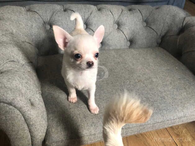 Stunning Long and short haired Chihuahuas for sale in Newcastle, Down - Image 2