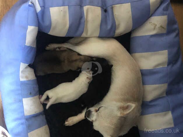 Stunning Long and short haired Chihuahuas for sale in Newcastle, Down - Image 5