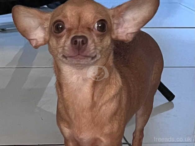 T cup chihuahua for sale in Gloucester, Gloucestershire - Image 1