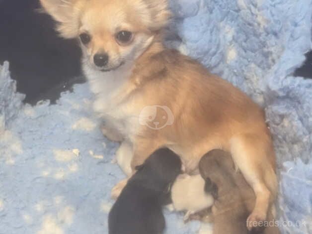 Tea cup chihuahua puppies for sale in Armagh, Armagh - Image 1